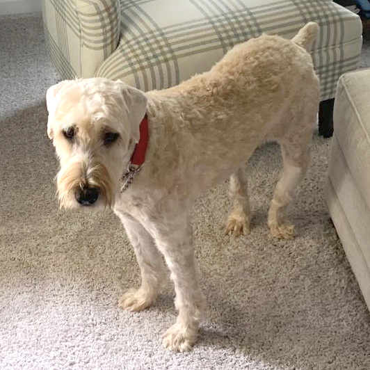 Wheaten terrier hot sale rescue